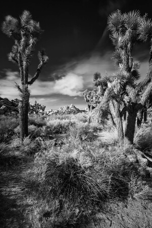 May 19 2025 Masters Salon Web 01