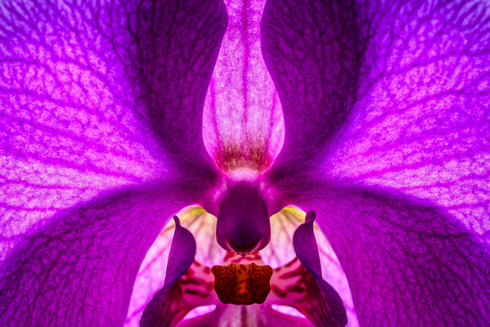 May 19 2025 Int Adv Salon Web 01