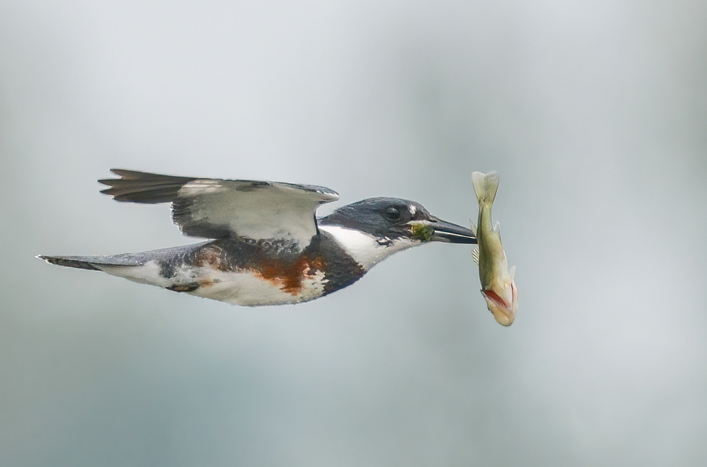 May 19 2025 Int Adv Salon Web 01