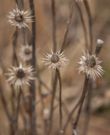 May 19 2025 Int Adv Salon Web 01