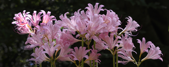 May 19 2025 Int Adv Salon Web 01