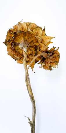 May 19 2025 Int Adv Salon Web 01